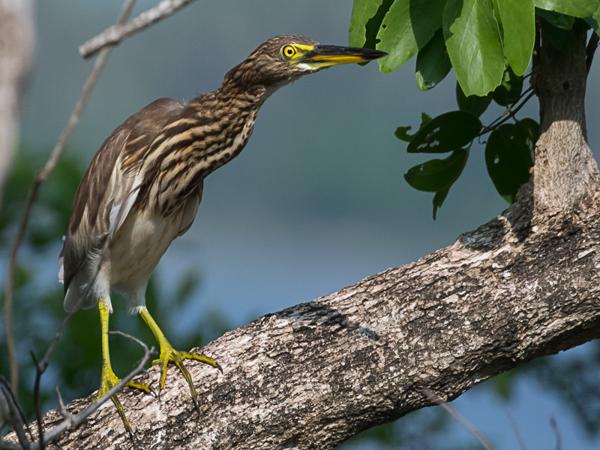 <h3><a href="/trips/srilanka/biota/animalia/chordata/aves/015 pelecaniformes/002 ardeidae/ardeola grayii/ardeola grayii-nl.html">Ardeola&nbsp;grayii</a> / Indian&nbsp;pond&nbsp;heron / Indische&nbsp;ralreiger</h3>NIKON D500 met AF-S Nikkor 80-400mm f/4.5-5.6G ED VR, 1/4000 sec  bij F5.6, ISO 800, afstand 11.8&nbsp;m